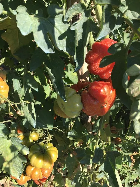 I Casali Del Trebbiolo Villa Molino del Piano Farm stay